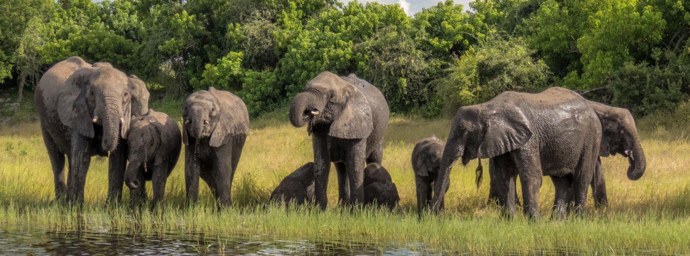 Chobe National Park