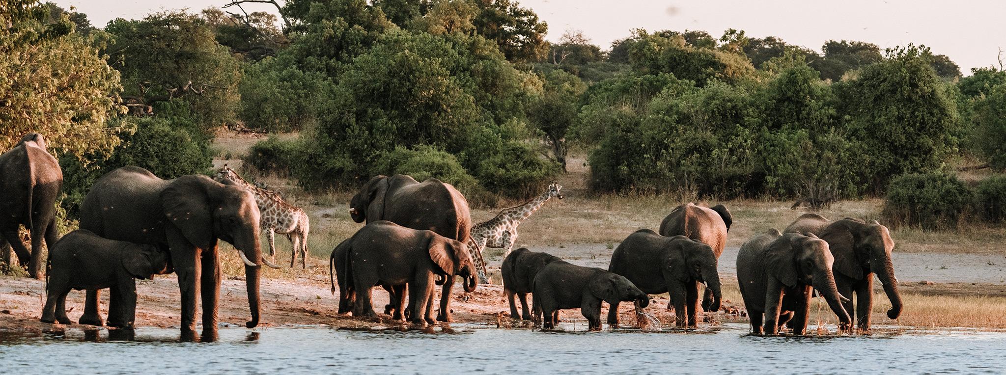 elephant herd chobe river front