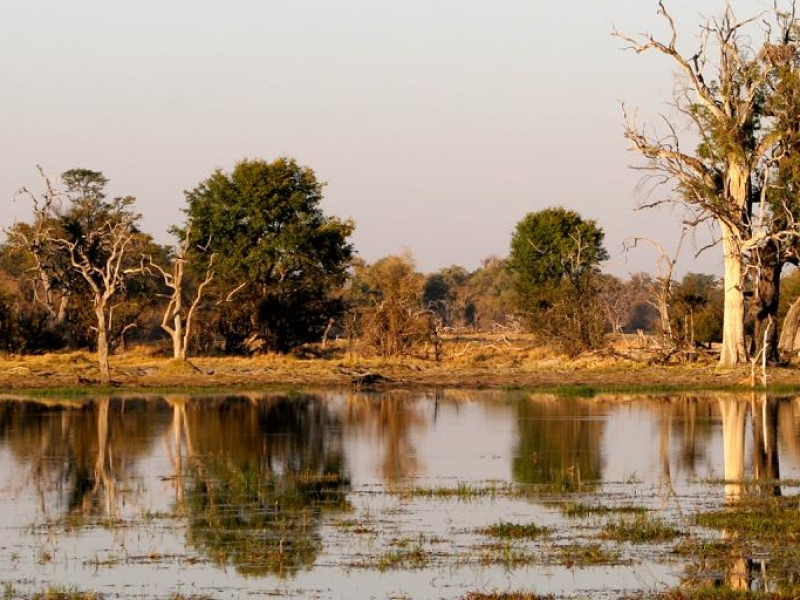 Botswana | Moremi, Savuti & Chobe National Park