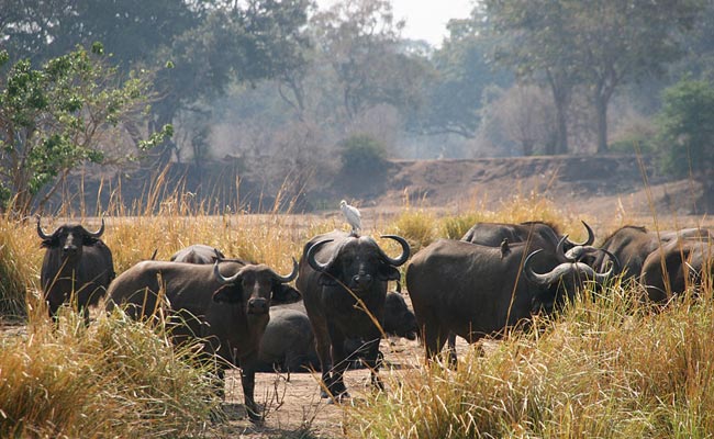 Mana Wildebeest