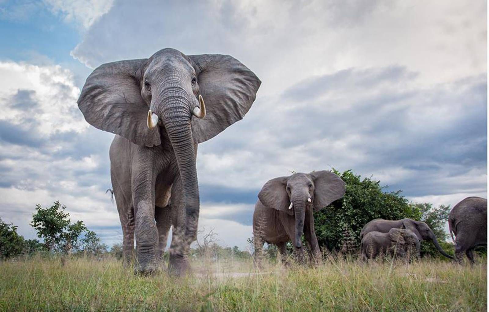 South Luangwa Elephant