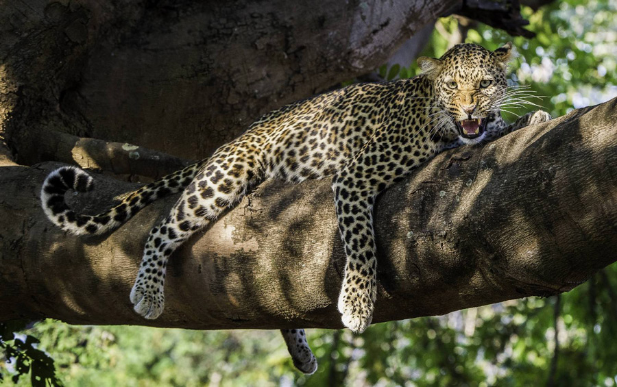 South Luangwa Leopard