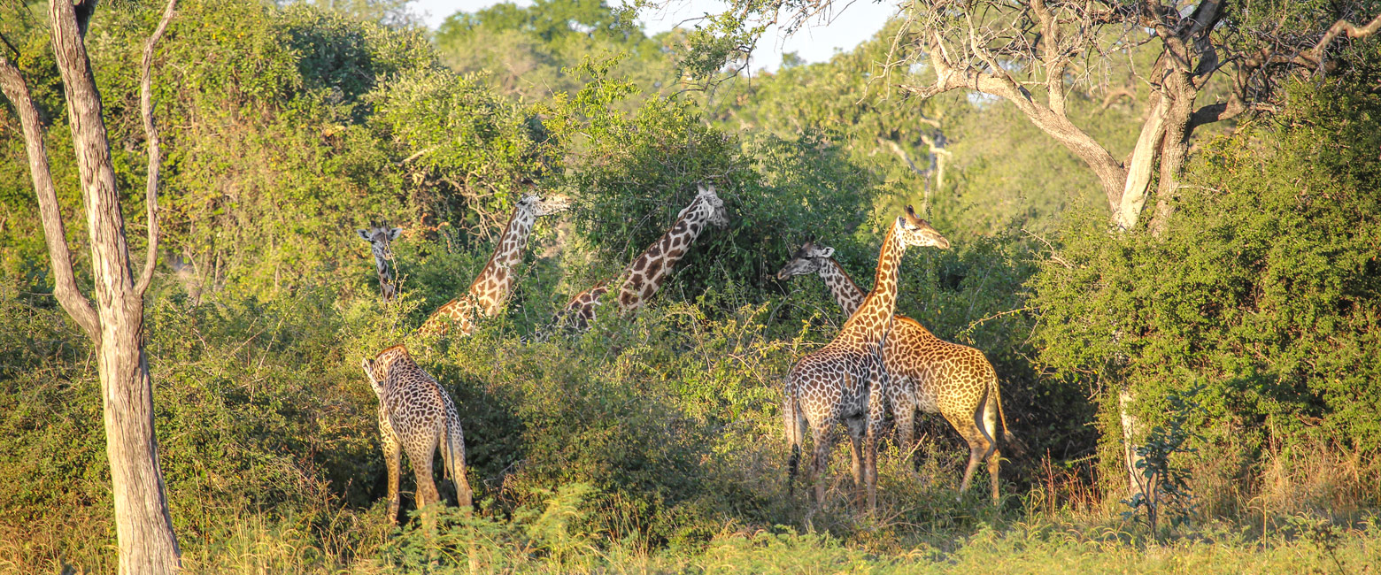 Luangwa River Girafffes