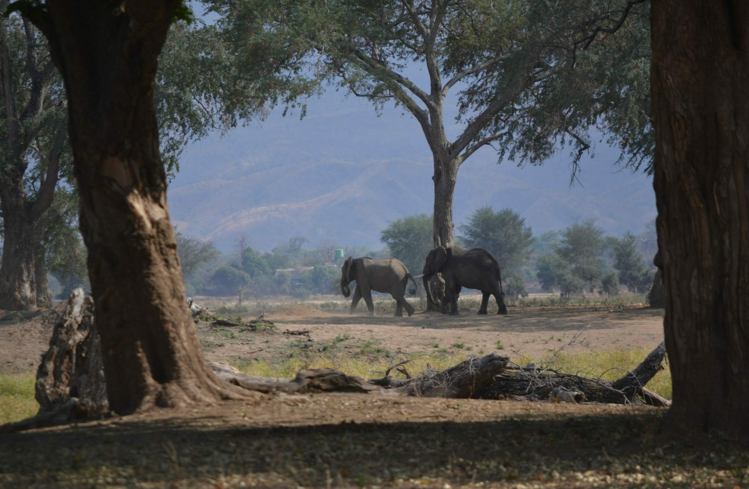 Mana Pools Elephants