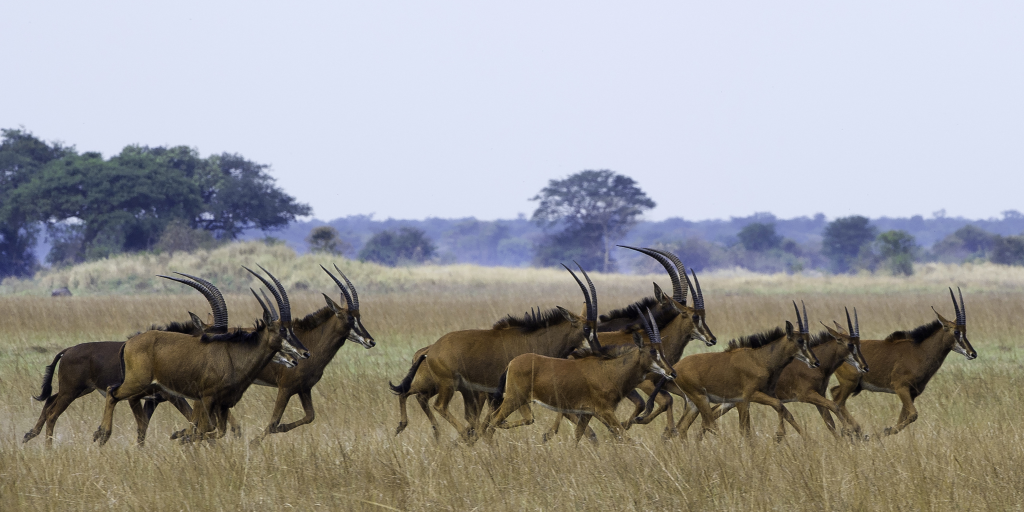 busanga167