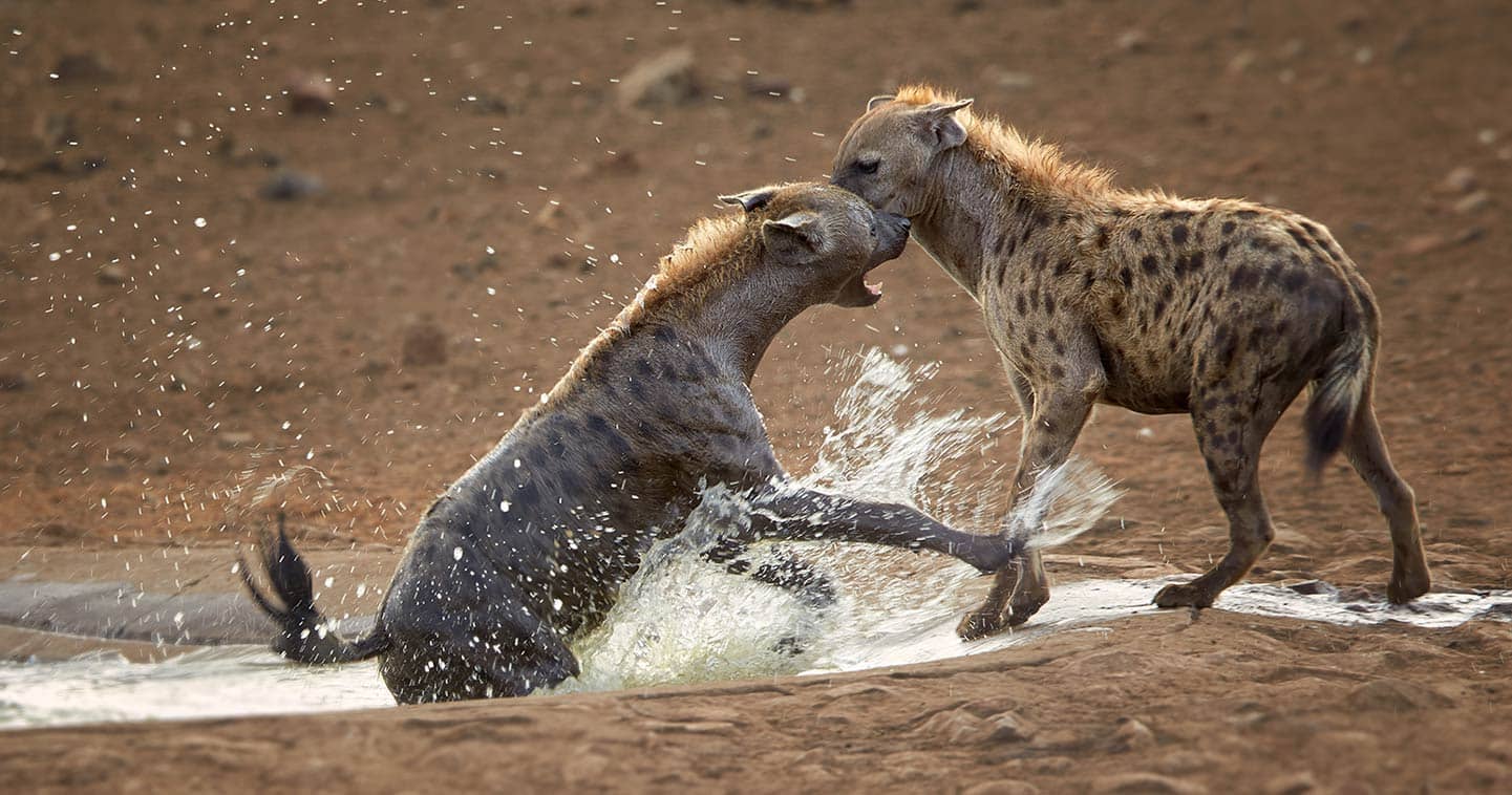 wildlife safari south luangwa national park hyena