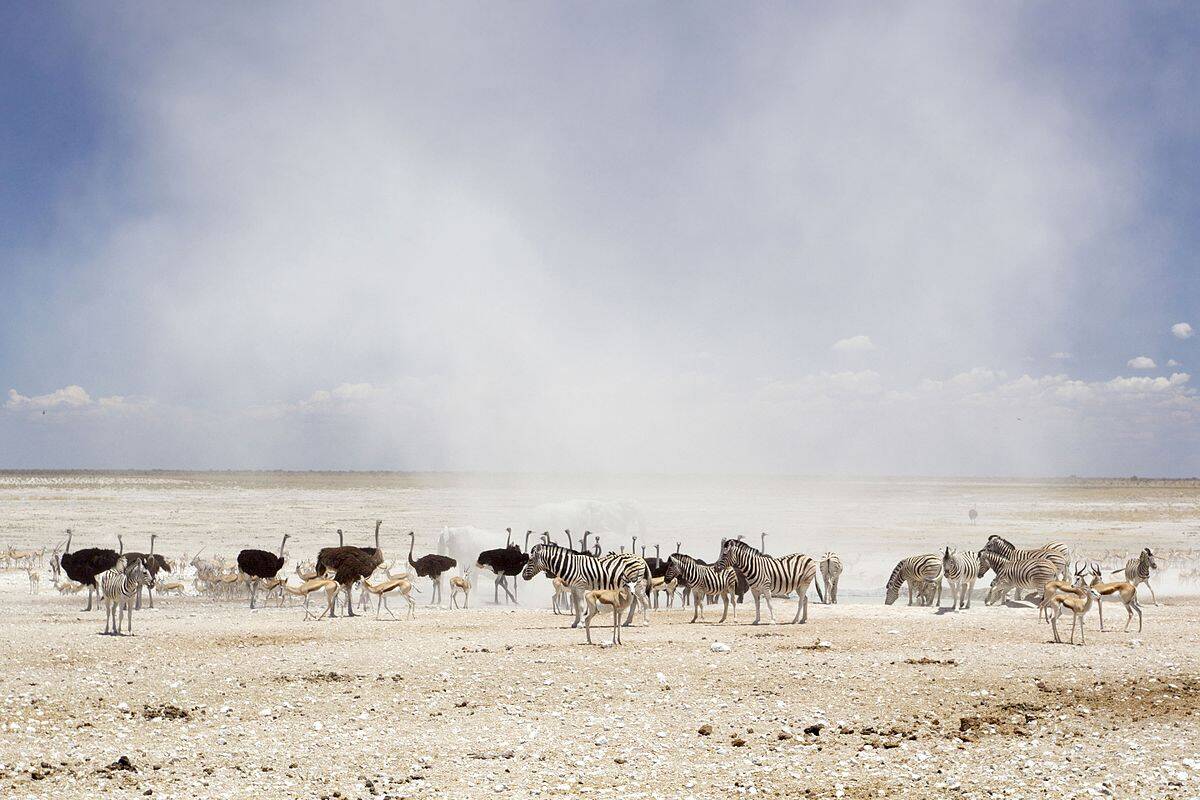 etosha national park wildlife
