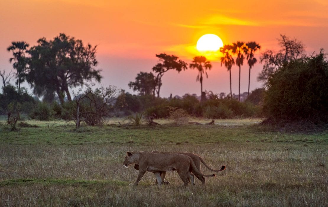 moremi wildlife reserve 1 2 1110x700