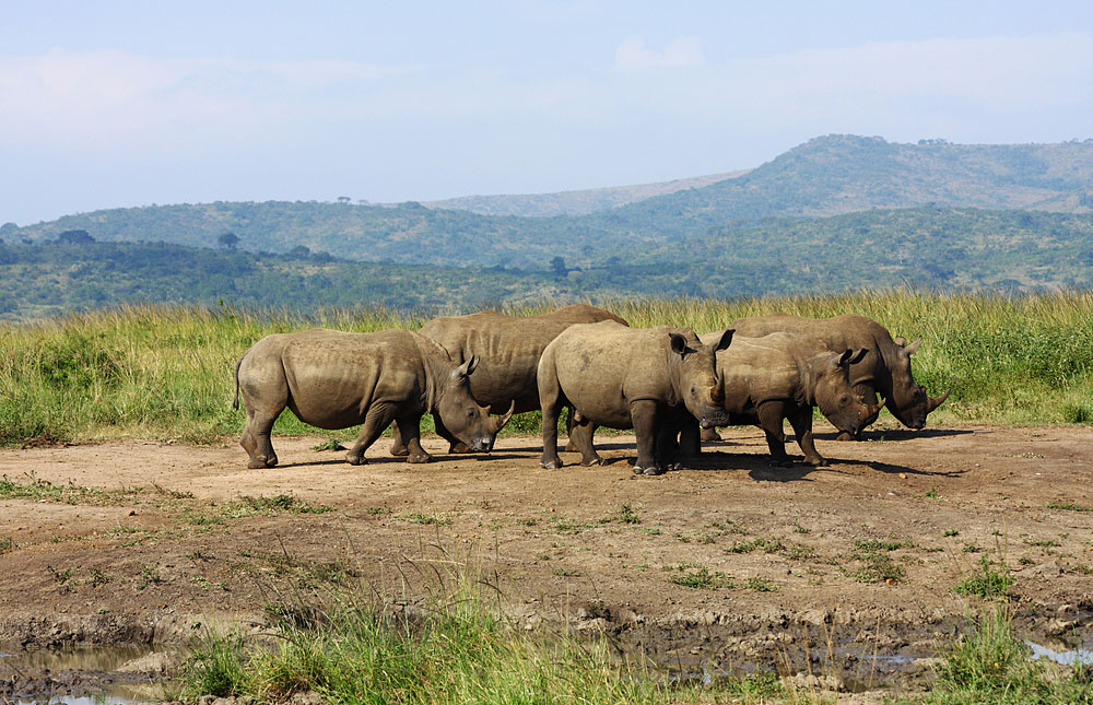 iMfolozi Rhino 3