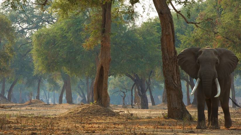Mana Pools