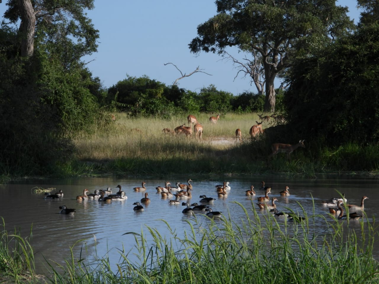 Moremi
